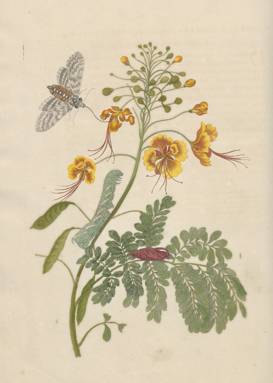 4/7 - Maria Sibylla Merian, Plaat 45 uit Metamorphosis Insectorum Surinamensium, 1705, tekening in waterverf. Collectie Universiteit Utrecht.